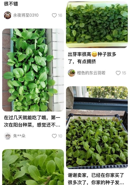 淘宝阳台种菜报告_淘宝卖得好的农产品_淘宝香菜种子销量