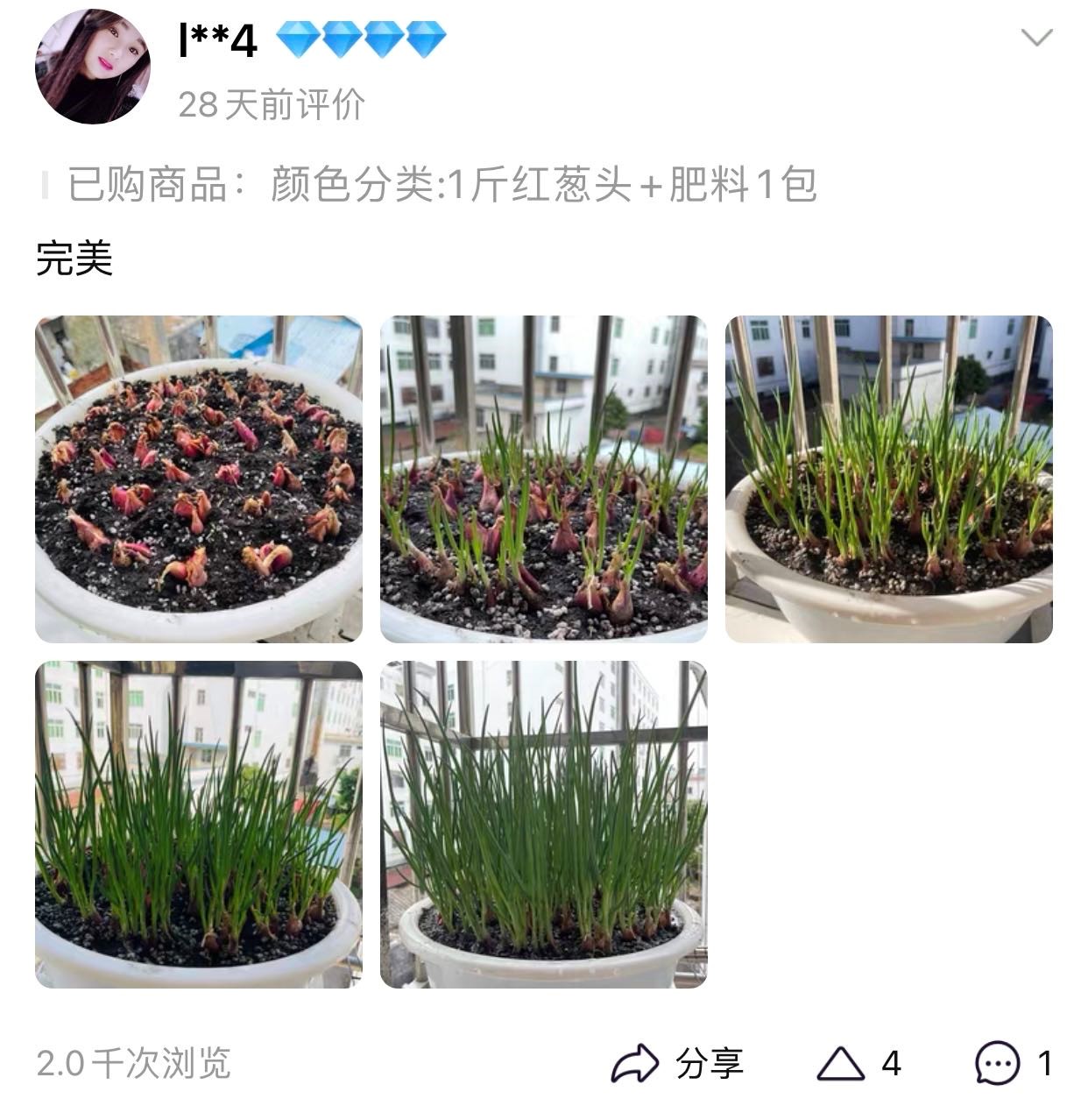 淘宝香菜种子销量_淘宝阳台种菜报告_淘宝卖得好的农产品