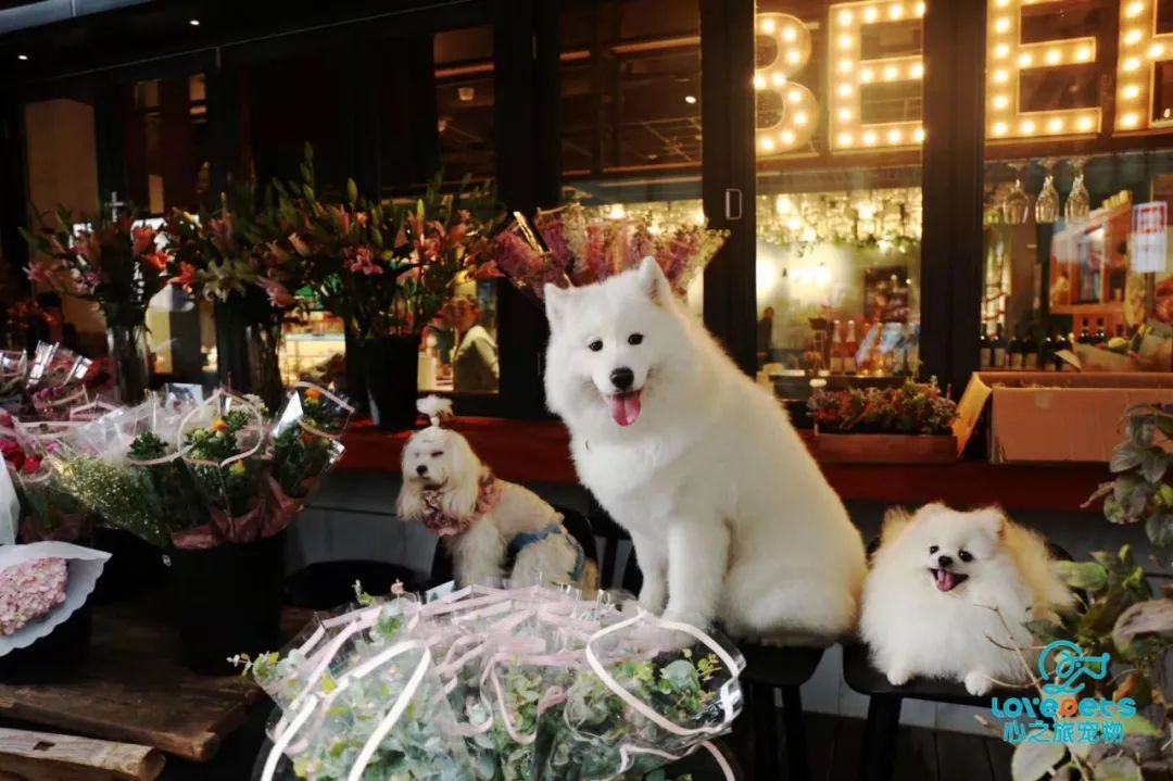 宠物店有选址要求吗_成都宠物店连锁经营_心之旅宠物店管理经验