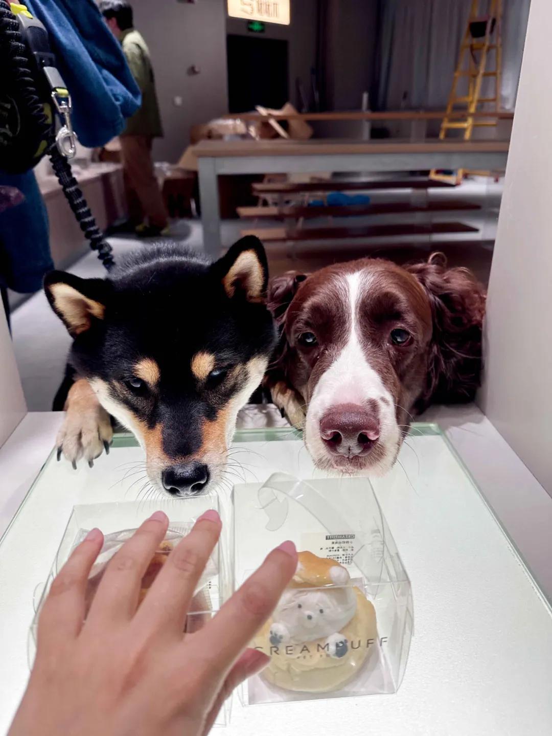 _宠物店有选址要求吗_ 宠物店跑路维权事件 